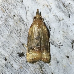 Platynota flavedana