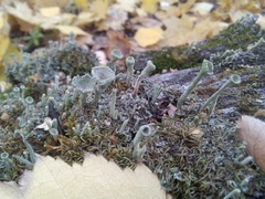 Cladonia