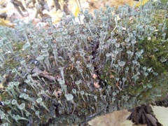 Cladonia