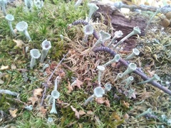 Cladonia