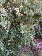 Berberis soulieana