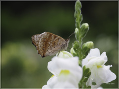 Junonia orithya orithya