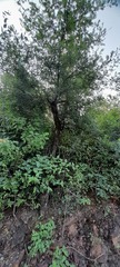 Mimosoideae