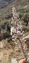 Drimia numidica