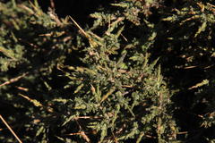 Melolobium candicans