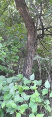 Mimosoideae
