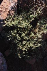 Melolobium candicans