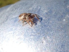 Salticidae