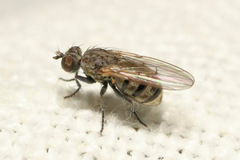 Schoenomyza litorella