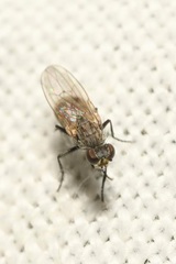 Schoenomyza litorella