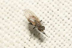 Schoenomyza litorella