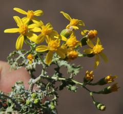 Cineraria lyratiformis