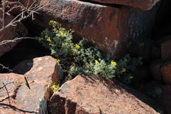 Cineraria lyratiformis