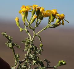 Cineraria lyratiformis
