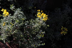 Cineraria lyratiformis