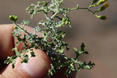 Cineraria lyratiformis