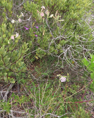 Image of Silene rigens by (c) linkie, some rights reserved (CC BY)