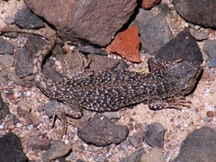 Liolaemus gracielae