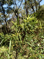 Podocarpus spinulosus