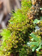 Anastrophyllum