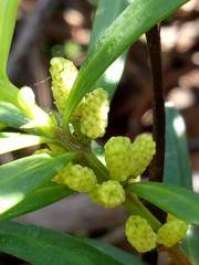 Podocarpus spinulosus