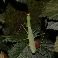 Tenodera sinensis