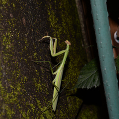 Tenodera sinensis