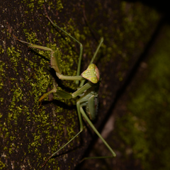 Tenodera sinensis