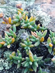 Trichodiadema calvatum