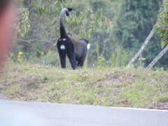 Allochrocebus lhoesti