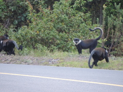 Allochrocebus lhoesti