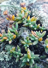 Trichodiadema calvatum