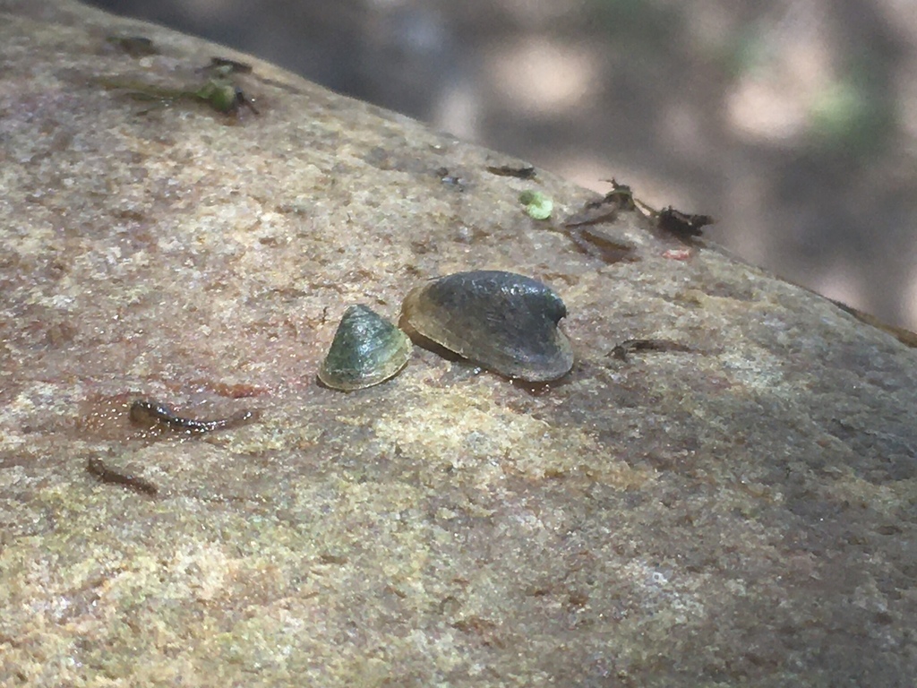 Uncancylus concentricus