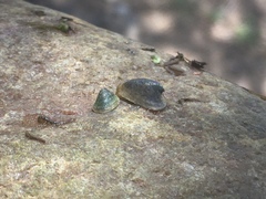 Uncancylus concentricus