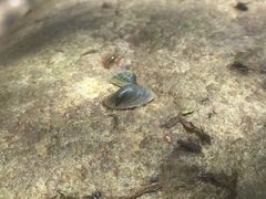 Uncancylus concentricus