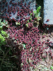 Insecta