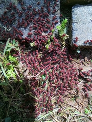 Insecta