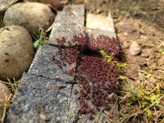 Insecta