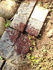 Insecta
