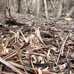 Thelymitra alcockiae
