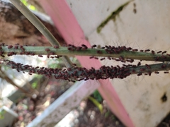 Insecta