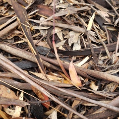 Thelymitra alcockiae