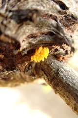 Harmonia conformis