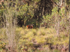 Cephalophorus nigrifrons