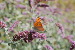 Lycaena asabinus