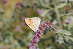 Lycaena asabinus