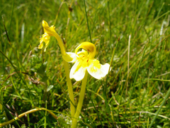 Pedicularis longiflora