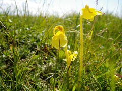 Pedicularis longiflora