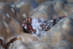 Sebastapistes coniorta