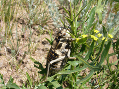 Bradyporinae